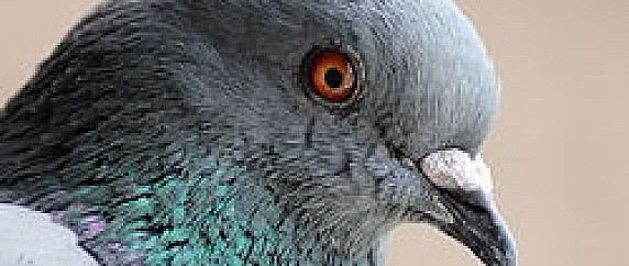 Ordinanza divieto fornire cibo ai piccioni