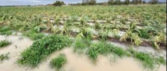 Calamità Naturale dei giorni 19-20 e21 gennaio 2026: Modalità di segnalazione danni per le aziende agricole