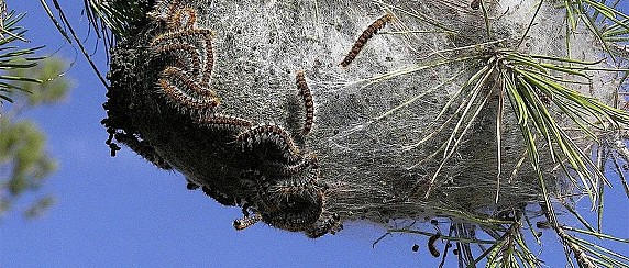 Processionaria del pino