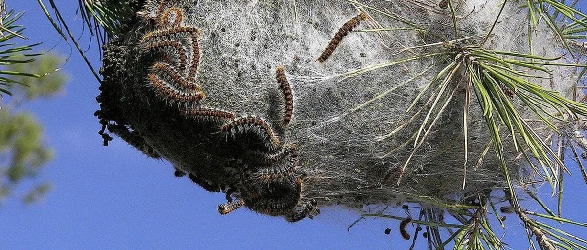 Processionaria del pino