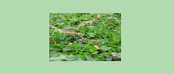 Processionaria - come riconoscerla e come difendersi