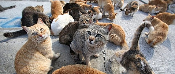 AVVIO CAMPAGNA DI STERILIZZAZIONE E IDENTIFICAZIONE DI GATTI DI PROPRIETÀ E RANDAGI, ANCHE APPARTENENTI A COLONIE FELINE RICONOSCIUTE