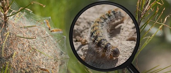 Attenzione alla processionaria del pino