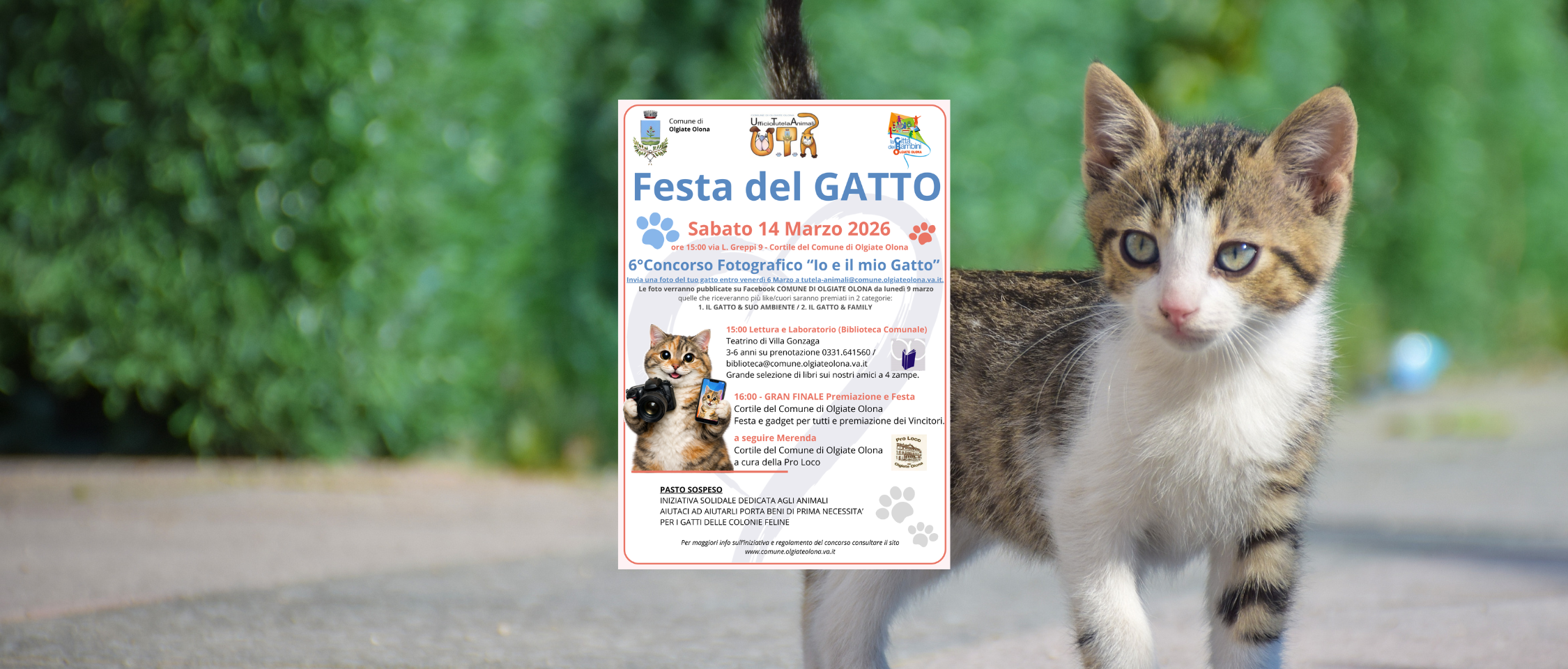 Festa Nazionale del Gatto - 6° Concorso Fotografico “IO E IL MIO GATTO 2026”