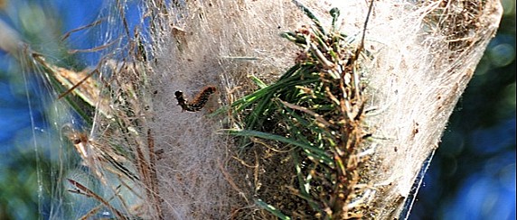 Processionaria come riconoscerla e come proteggersi