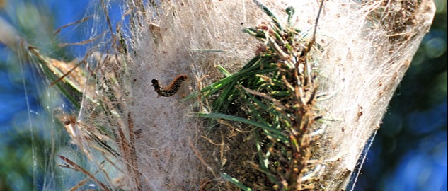 Processionaria come riconoscerla e come proteggersi