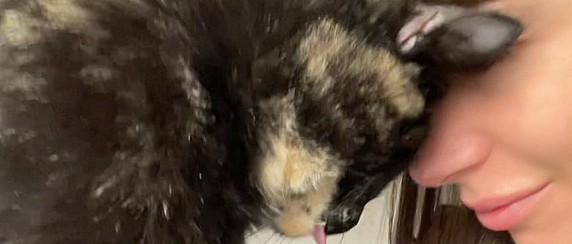 Il benessere psicofisico del gatto in casa, martedì 3 marzo c'è l'incontro al GiovArti