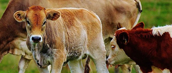 Assegnazioni Concessioni al Pascolo Monte Novu 2026