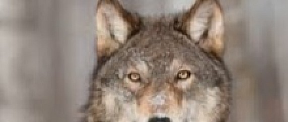 NORME DI COMPORTAMENTO PER LA CORRETTA GESTIONE DELL' EVENTUALE PRESENZA DI LUPI