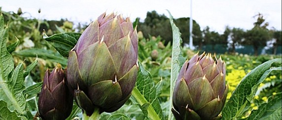 Sagra del Carciofo. Approvazione graduatoria relativa all'Avviso pubblico per l'assegnazione temporanea di posteggi per l'esercizio del commercio in occasione della "Sagra del Carciofo 2026".