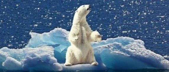 27/02/2026 - Giornata mondiale dell'orso polare