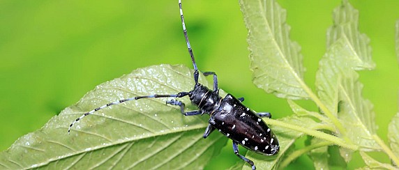 Interventi obbligatori per il contenimento del tarlo asiatico del fusto (Anoplophora glabripennis)