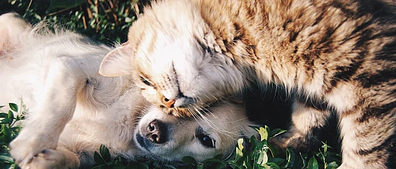 AVVISO  AI PROPRIETARI E/O DETENTORI DI CANI E ALTRI ANIMALI DOMESTICI E DI AFFEZIONE