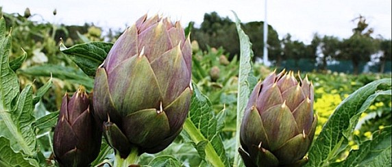 AVVISO  Fase integrativa per l’assegnazione dei posteggi residui  Sagra del Carciofo 2026 – 8 marzo 2026