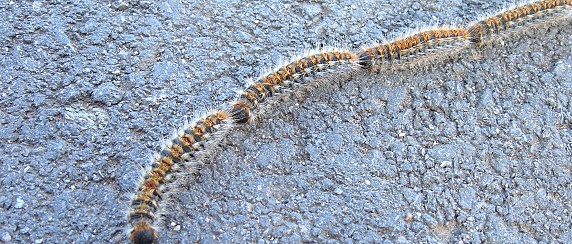 Disposizioni in materia di lotta obbligatoria contro la processionaria del pino Thaumetopoea pityocampa. Anno 2026.