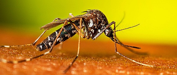 Misure preventive contro le zanzare (Aedes Albopictus, Culex Pipiens e Anopheles) e le malattie trasmesse da vettore - anno 2026