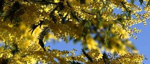 Giornata Internazionale della Donna