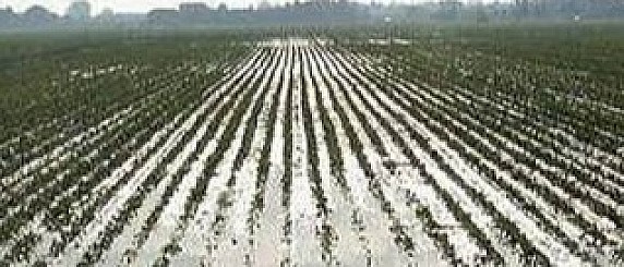 Stato di calamità  19-20-21 gennaio 2026 - Avviso a tutti gli Imprenditori Agricoltori - Ricognizione danni