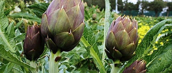 Sagra del Carciofo 2026. Ordinanze di modifiche alla circolazione