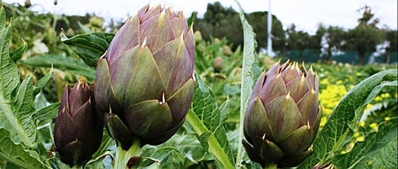 Sagra del Carciofo 2026. Approvazione graduatoria per l'assegnazione dei posteggi residui.