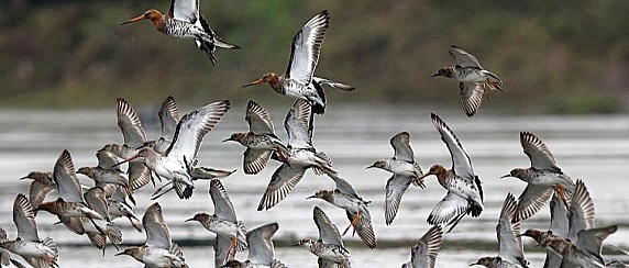 Parco del Serio: serata ornitologica