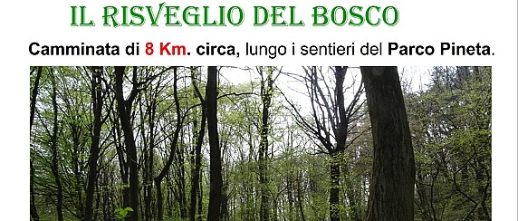 Il risveglio del bosco