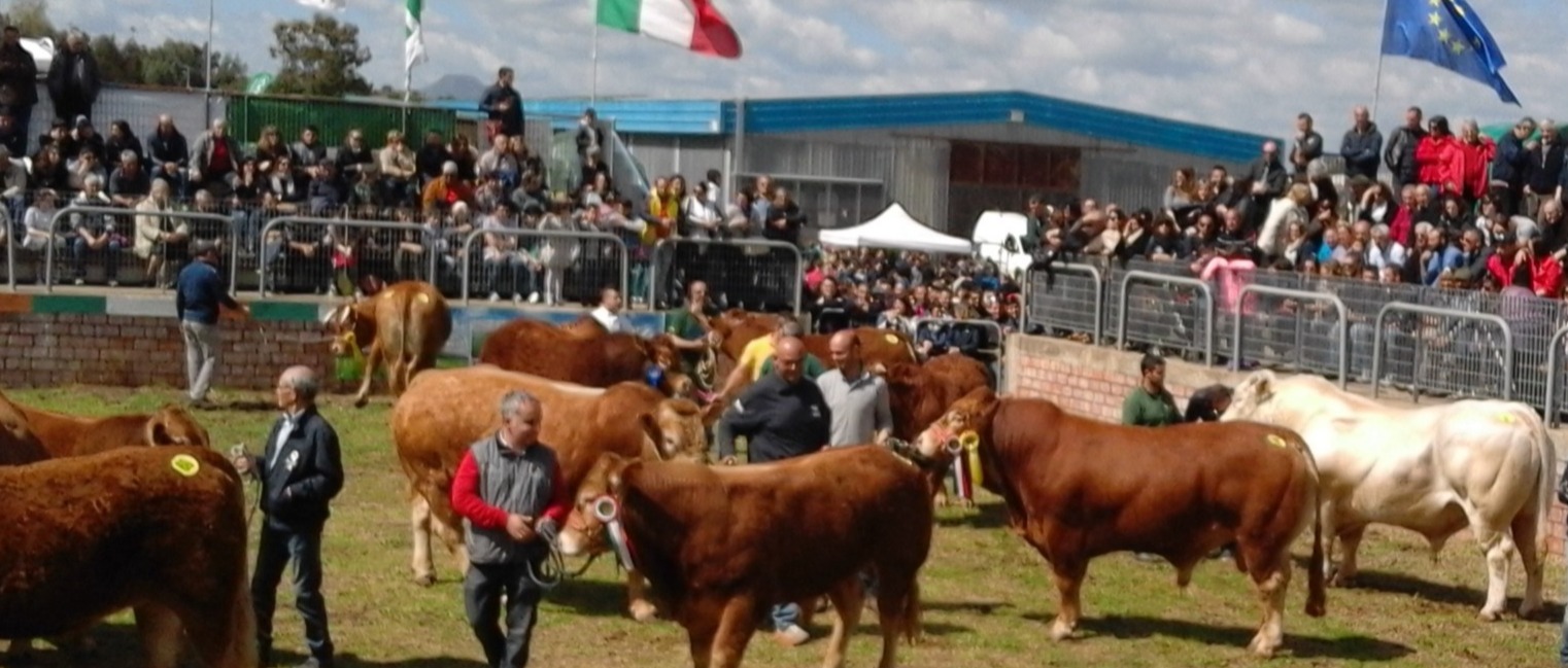 Mostra Regionale dei Bovini  - Avviso per assegnazione stalli somministrazione alimenti e bevande con autonegozio e  stalli per commercio su aree pubbliche