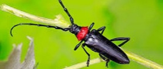 Aromia bungii (Cerambicide dal collo rosso)