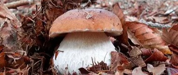 raccolta funghi stagione 2026