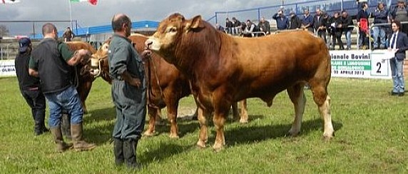 Avviso raccolta  istanze di aiuto per partecipazione alla Mostra Regionale Bovini da Carne prevista a Ozieri il 11-12 Aprile 2026.