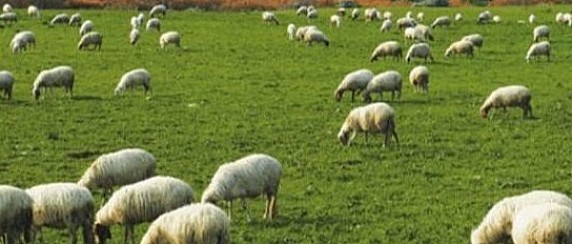 Concessione, uso pascolo, dei terreni siti nel comune di Lei localita’ “Sas Arulas”