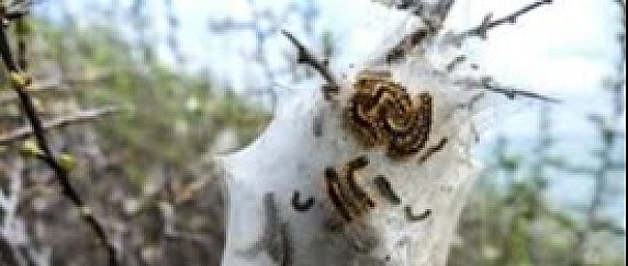 Attenzione alla processionaria del pino