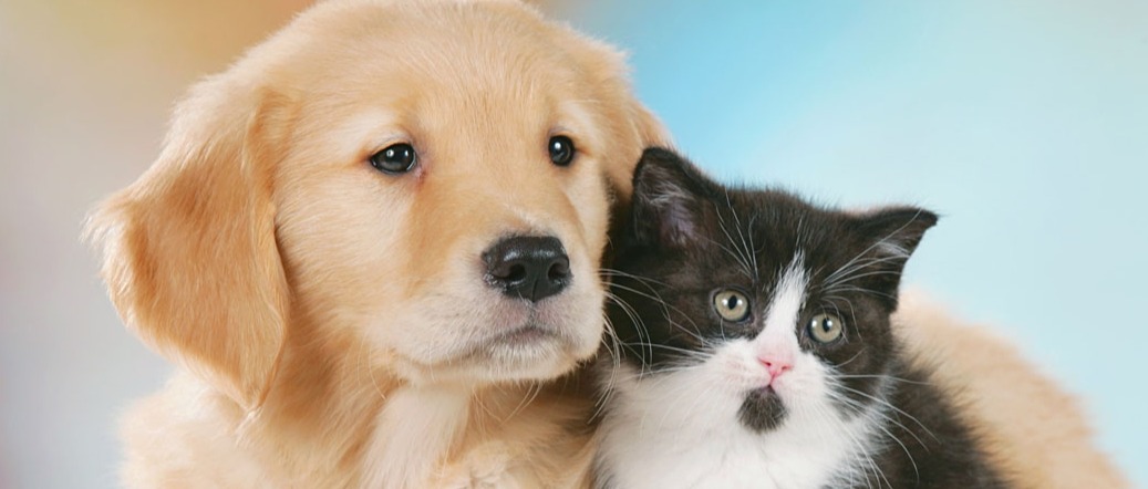 Avviso contributi per la sterilizzazione di cani e gatti padronali Anno 2026