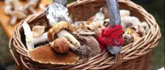 AVVISO - CONOSCERE I FUNGHI - Corso formativo per l'abilitazione alla raccolta dei funghi epigei spontanei