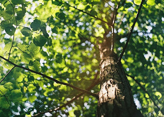 Graduatoria Servizio Civico Comunale