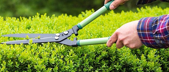 Invito alla manutenzione delle siepi sporgenti e al taglio di rami e sterpaglie ai lati delle strade comunali