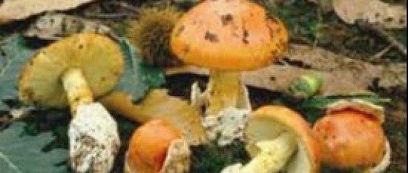 Corso formativo per l’abilitazione alla raccolta dei funghi epigei spontanei.