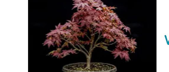 Presentazione del libro di Mauro Carabelli