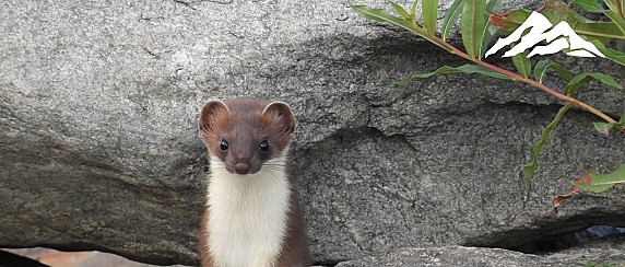 STAMBECCHI, MARMOTTE & C. - CERESOLE REALE (TO