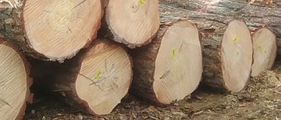 Asta pubblica per la vendita del materiale legnoso ritraibile dal taglio della sezione  boschiva particella n. 9 in Località Piana (ex 9a Piana) del PAF 2017/2026 – II  esperimento.