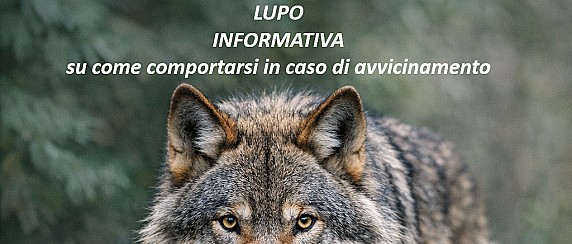 Informativa sul Lupo - Comportamento preventivo da tenere in caso di avvicinamento