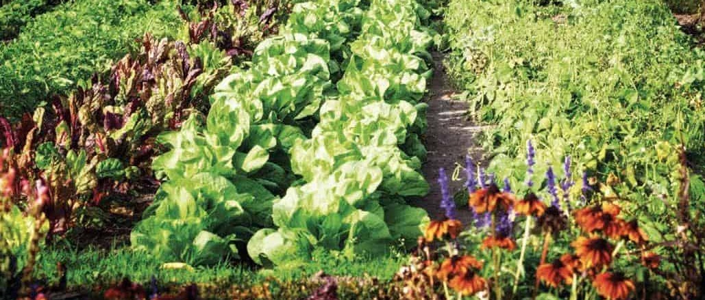 Avviso assegnazione Orti Urbani - Anno 2026