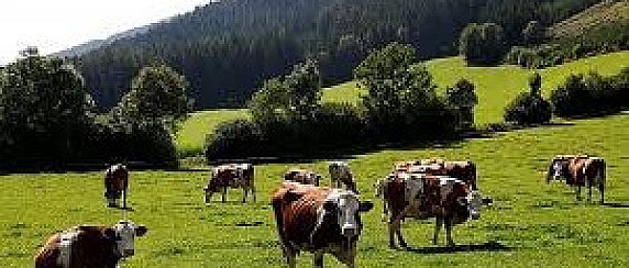 AVVISO ASSEGNAZIONE FIDA PASCOLO 2026