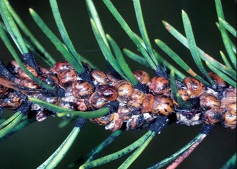 SEGNALAZIONE PRESENZA TOUMEYELLA PARVICORNIS (COCCINIGLIA TARTARUGA DEL PINO) E TRASMISSIONE PIANO D'AZIONE - D.M. 3 GIUGNO 2021.