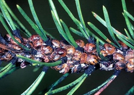 SEGNALAZIONE PRESENZA TOUMEYELLA PARVICORNIS (COCCINIGLIA TARTARUGA DEL PINO) E TRASMISSIONE PIANO D'AZIONE - D.M. 3 GIUGNO 2021.