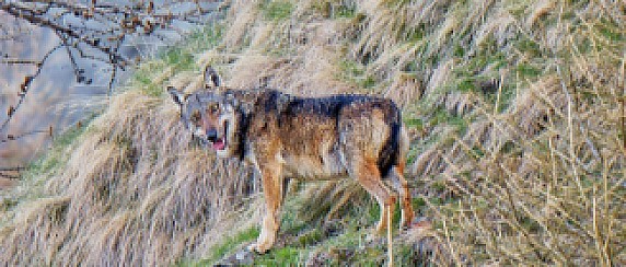 3 incontri per parlare di lupo nel Lodigiano