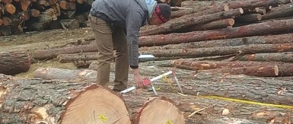 AVVISO DI ASTA PUBBLICA PARTICELLA FORESTALE N.9 – III ESPERIMENTO