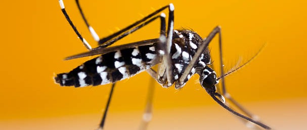 Disinfestazione adulticida zanzare lungomare di Arborea