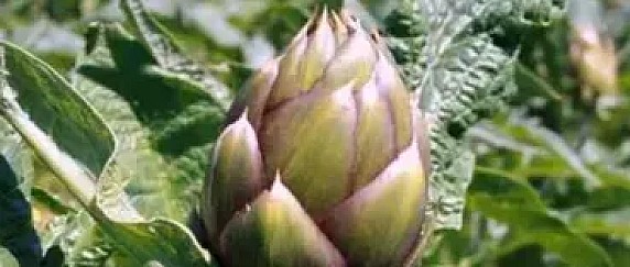 Sagra del Carciofo 2026