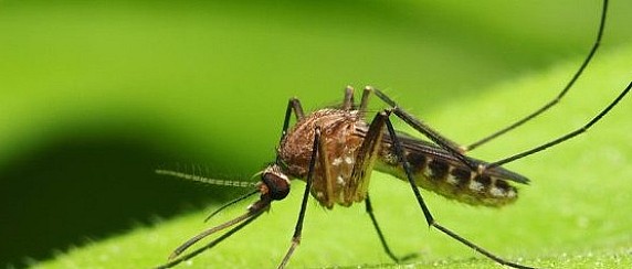 Guida alle difesa dalle punture di zanzara